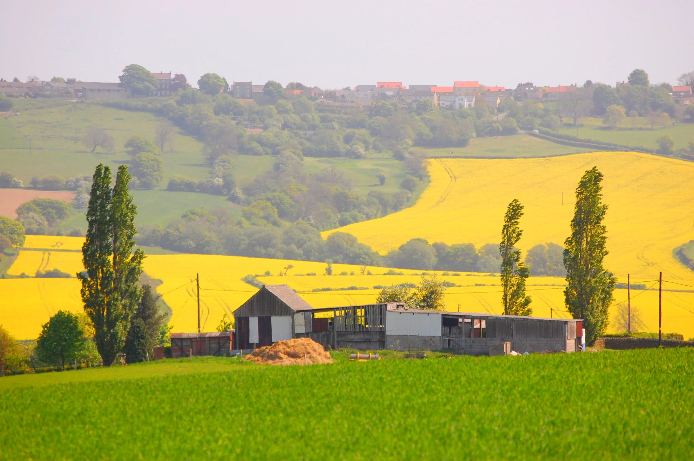 a farm with large yellow rolling hills and a grassy field