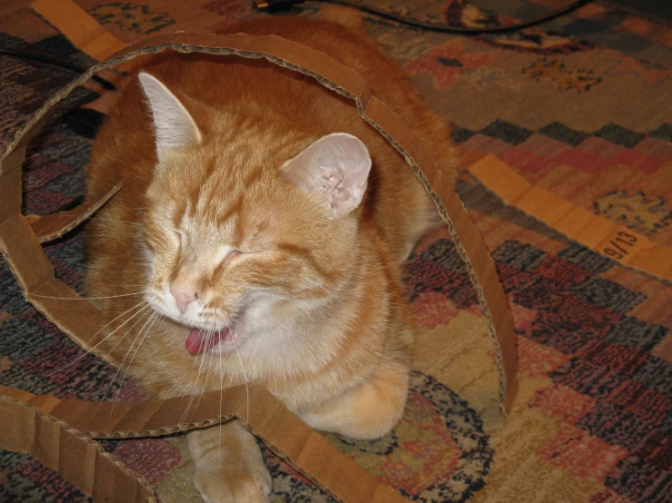 an orange cat laying inside of a brown paper bag