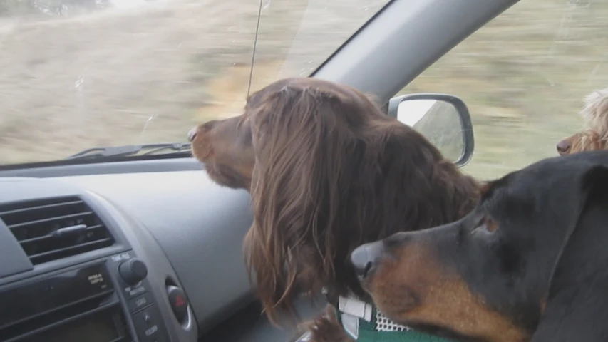 two dogs sitting in the passenger seat of a car