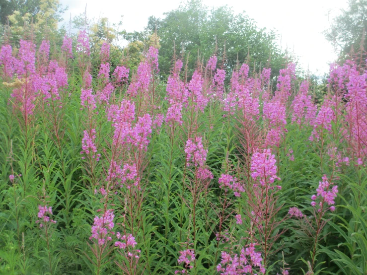 a field full of lots of purple flowers next to trees