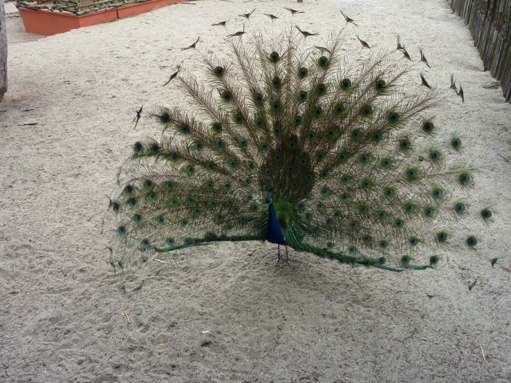 peacock with feathers spread out on sandy ground