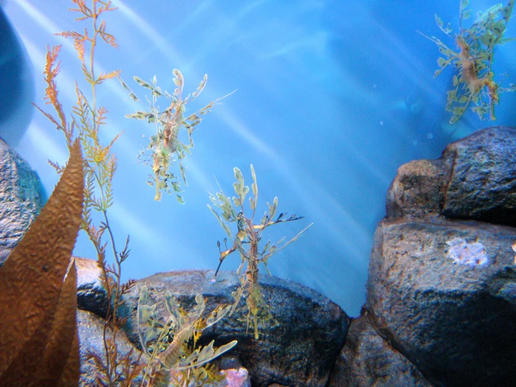 plants and other vegetation are growing in an aquarium tank