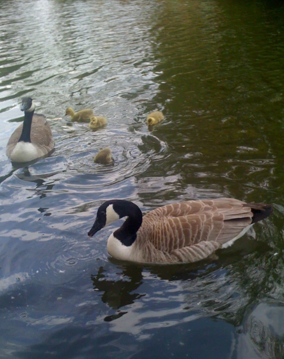 three ducks swimming on the water of a lake