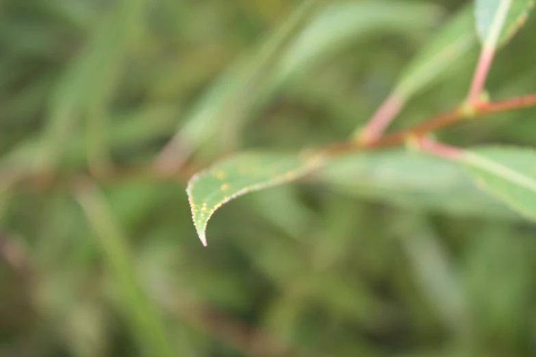 a nch with green leaves hanging off it