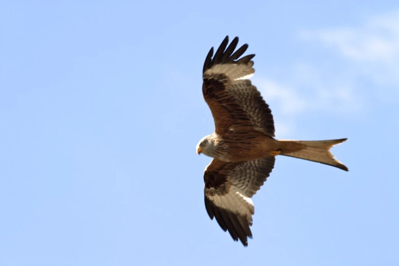 a large bird of prey is soaring in the sky