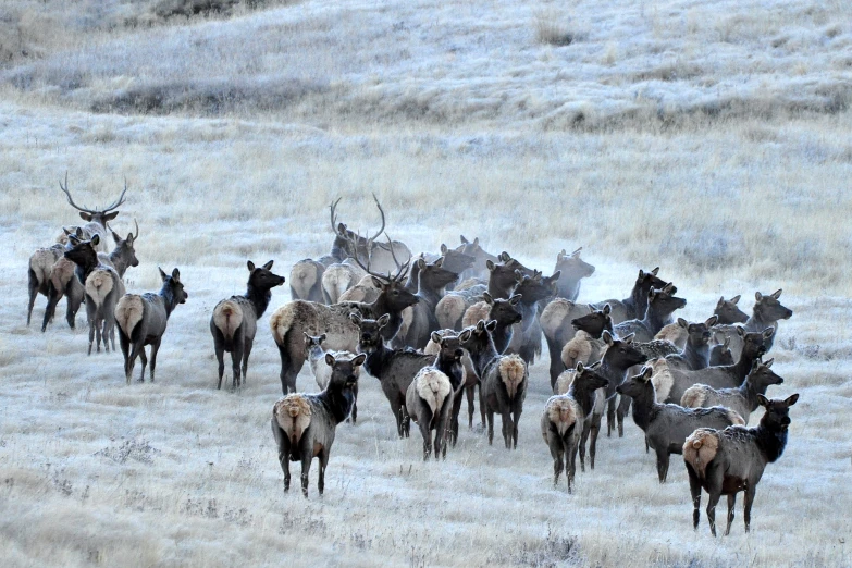 many elk running across a field during the winter