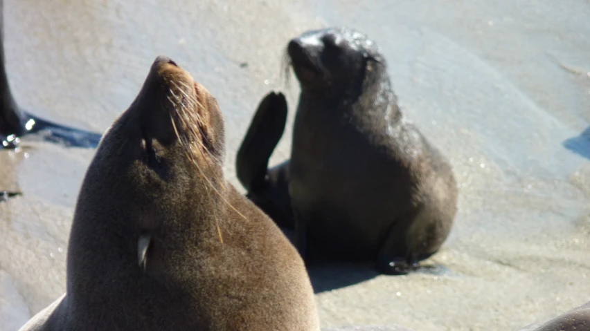 two sealions are sitting on a beach next to rocks