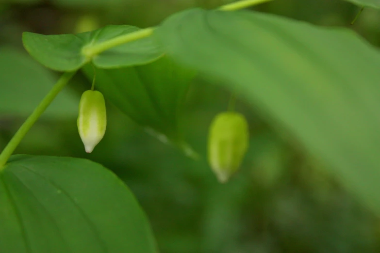 a green leaf with a few leaves on it