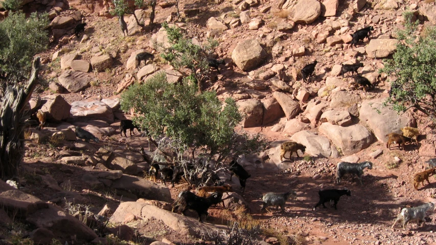 there are many wild animals walking together near some rocks