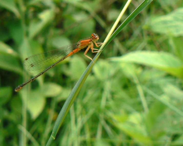 a dragon flys across a green plant with long, thin grass