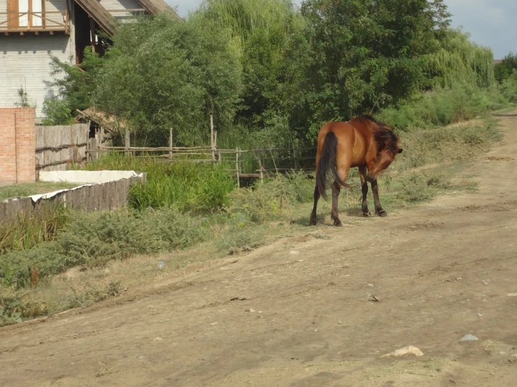 a horse grazing along the side of a dirt road