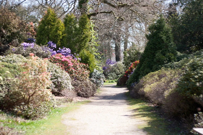 a path surrounded by flowers and trees with lots of colors