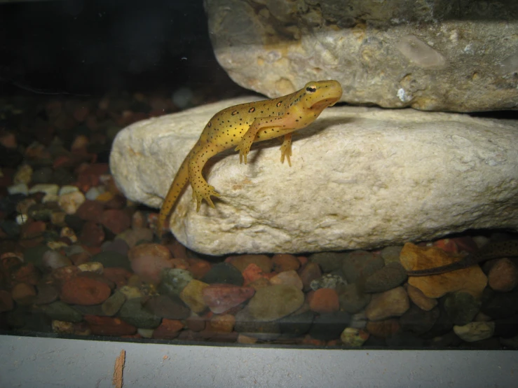 the yellow lizard sits on a large rock in a tank