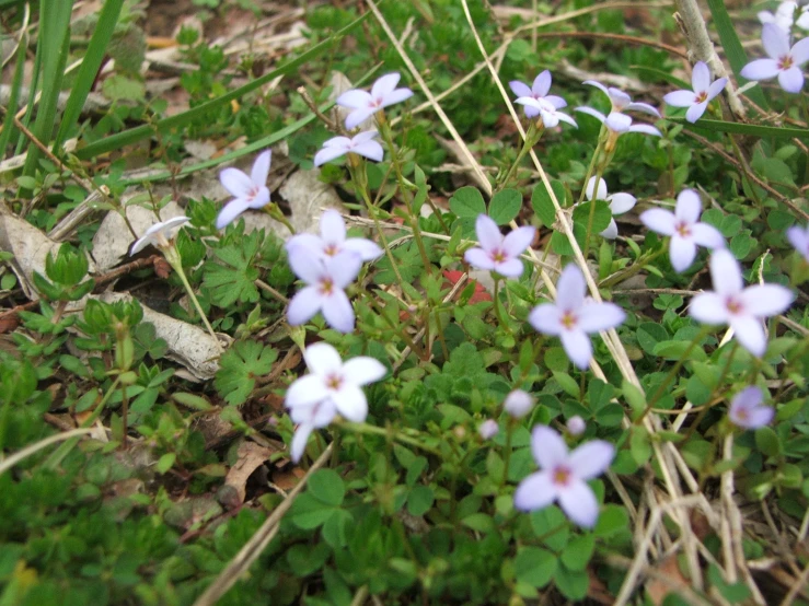 small purple flowers surrounded by green and white grass