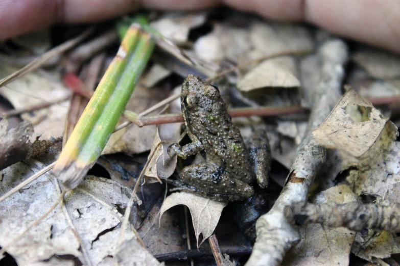 a leaf on the ground with a frog in it