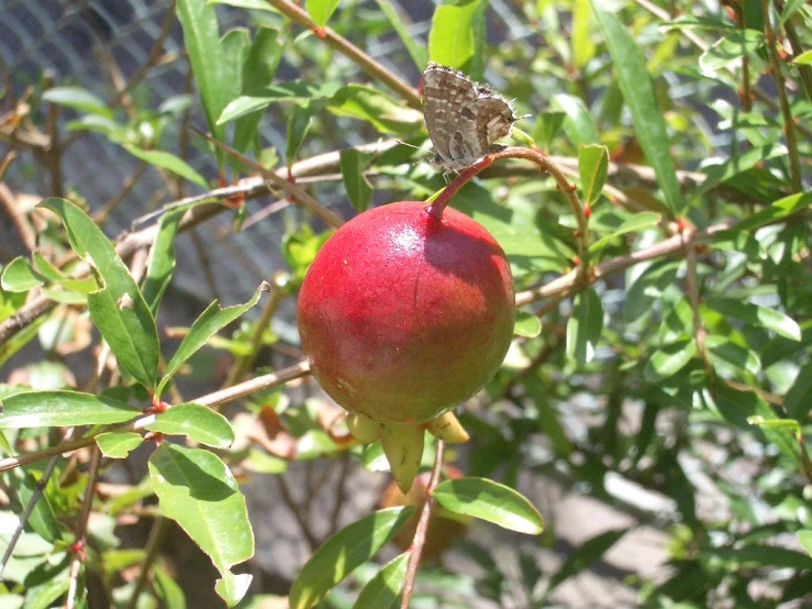 a fruit grows on the tree in a yard