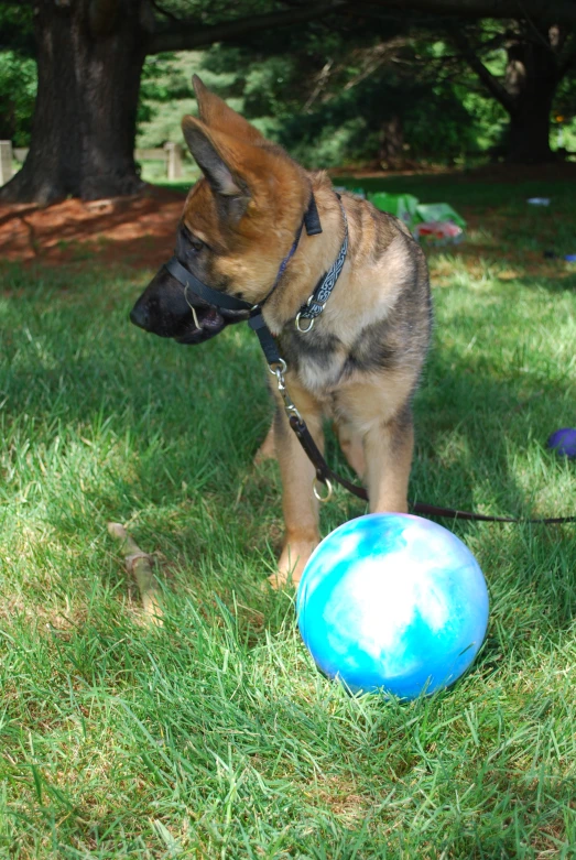 a large brown dog standing next to a blue ball on top of green grass