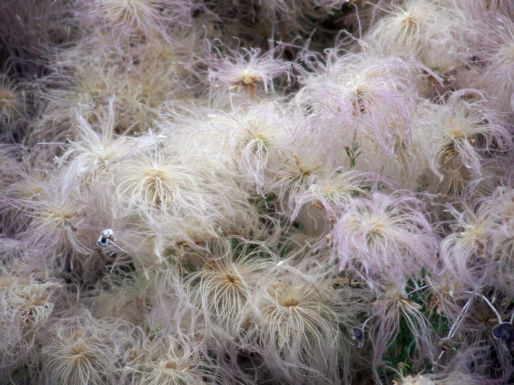 many large white flowers in the center of the po