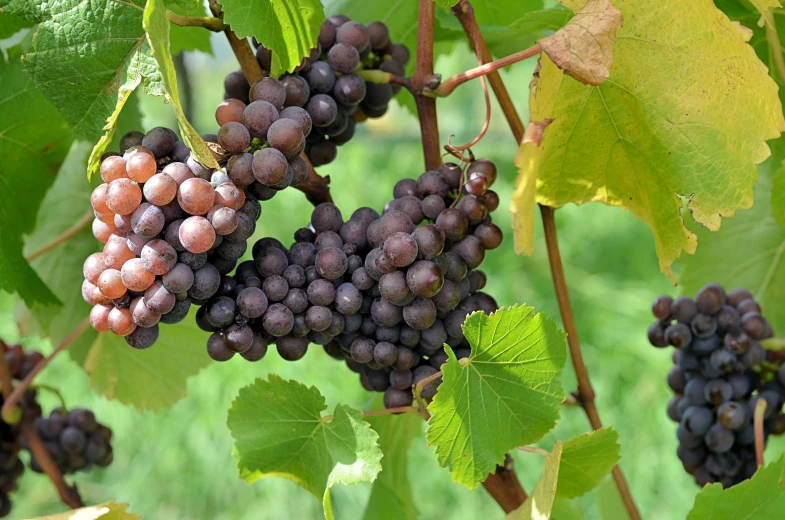 ripe black gs hang on a vine in a vineyard