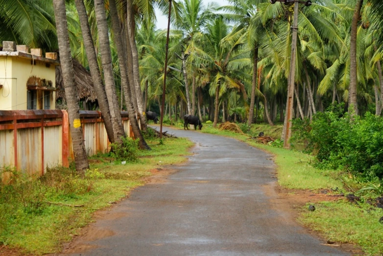 an image of a country road with an animal