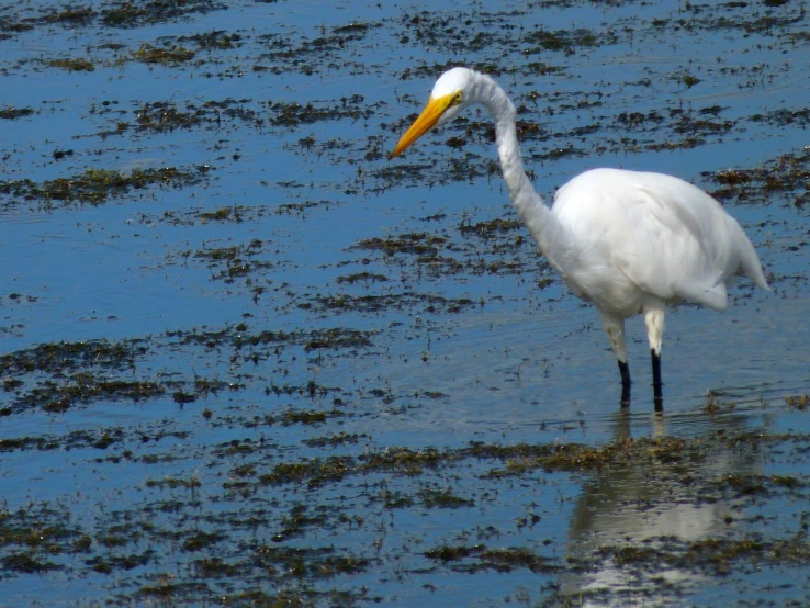 a crane in the water staring at soing