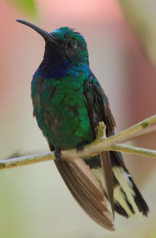 a small bird with green feathers is on a nch