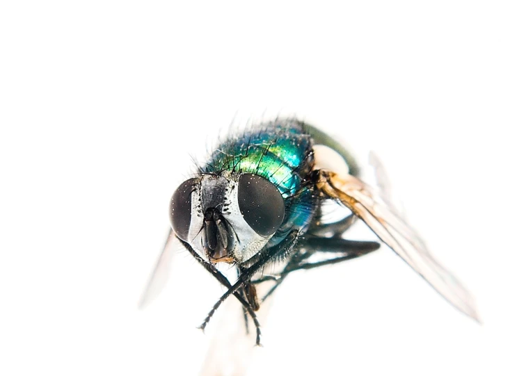 flies against a white sky in the same direction