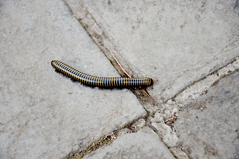 a caterpillar crawling on the concrete next to a  in the street