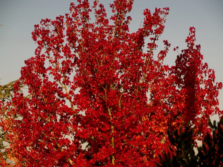 a tree with red leaves stands in a field