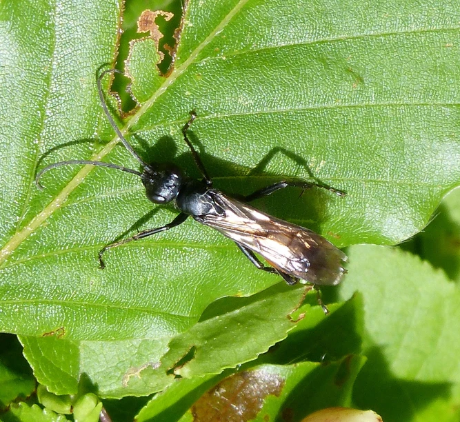 a black fly on a green leaf on the outside of its body