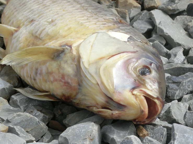 a dead fish is lying on a rock pile