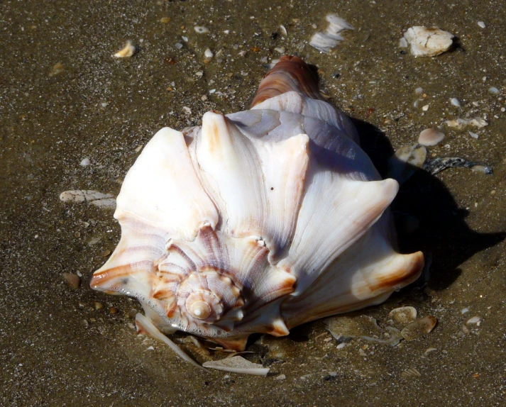 a shell that is lying on the sand