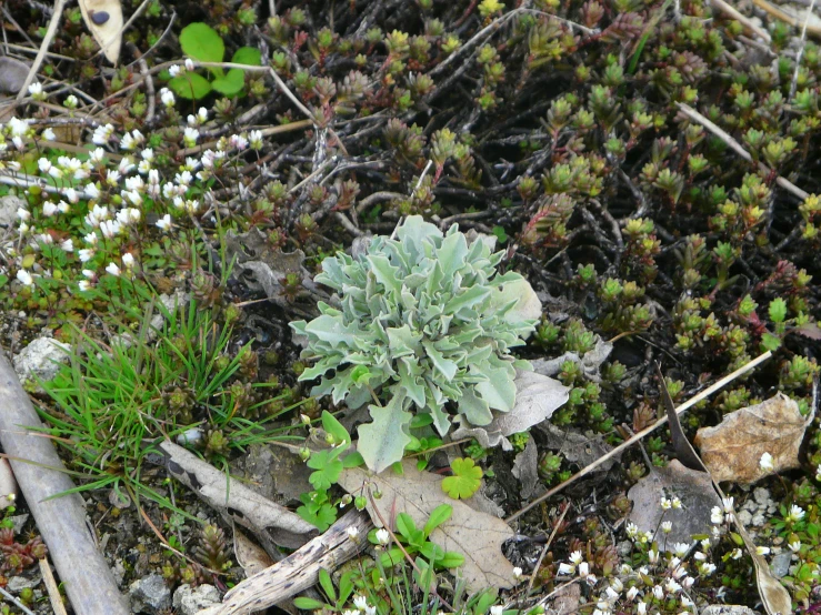 a bunch of plants with green leaves on the ground