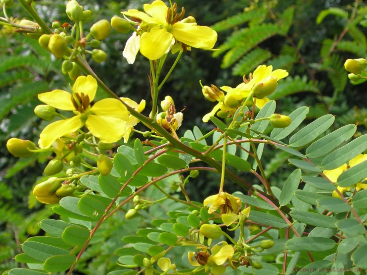 some small yellow flowers in front of some trees