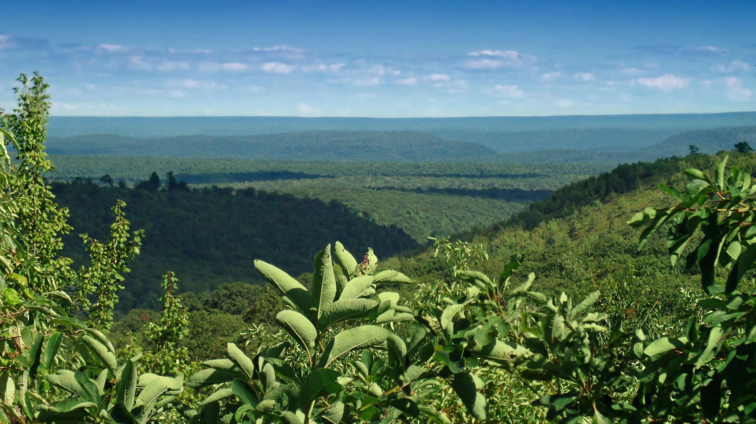 a view of some trees and hills is shown