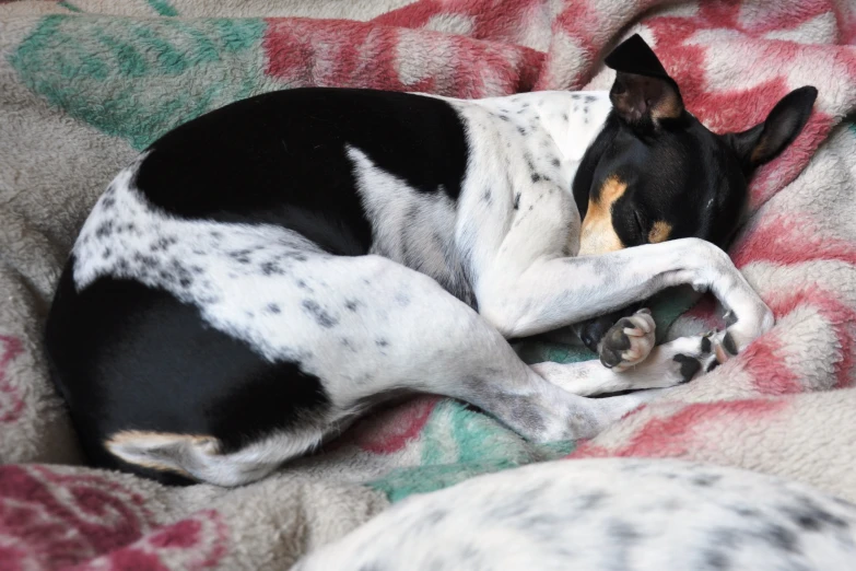 a small black and white dog laying on a blanket