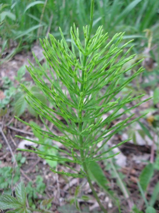 a small green leafy tree with white tips