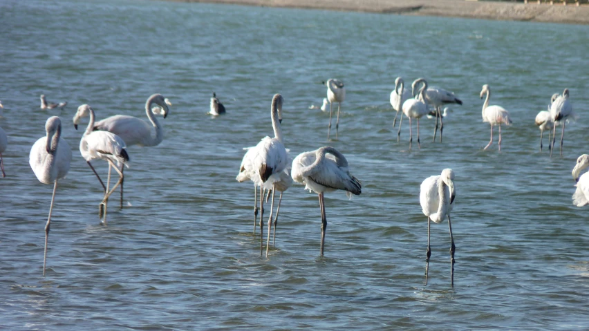 several tall water birds standing in the water