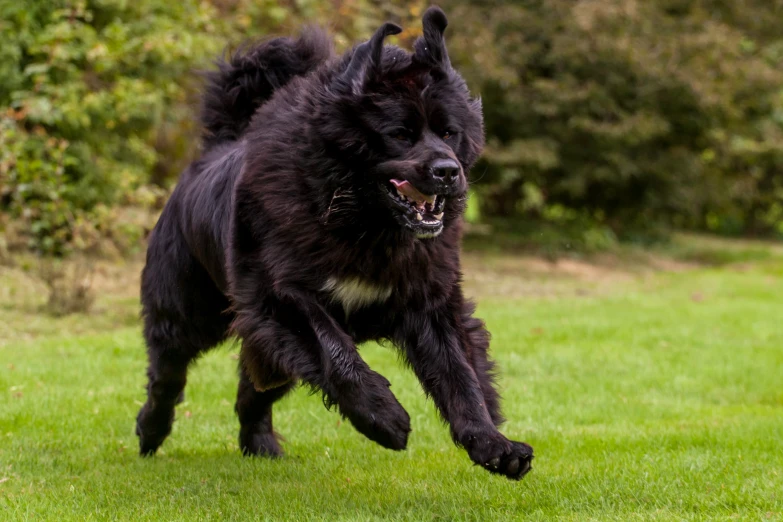 a large black dog runs through the grass