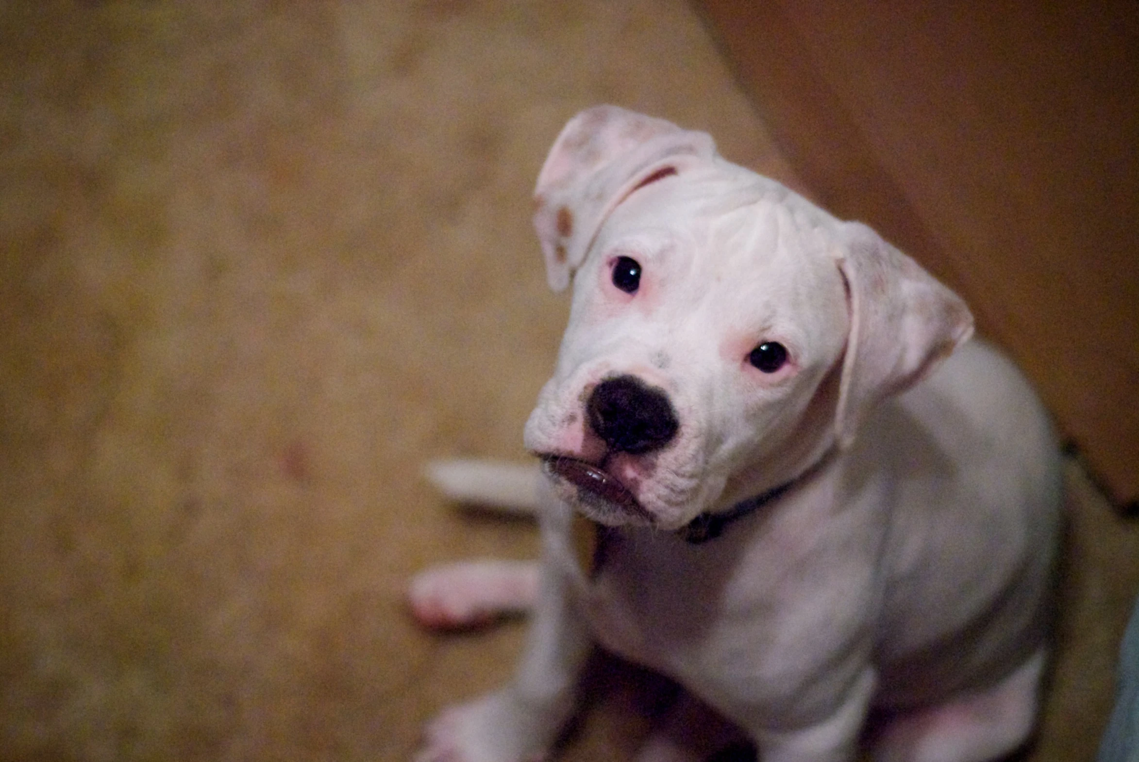 white puppy looking up and panting on a wooden floor