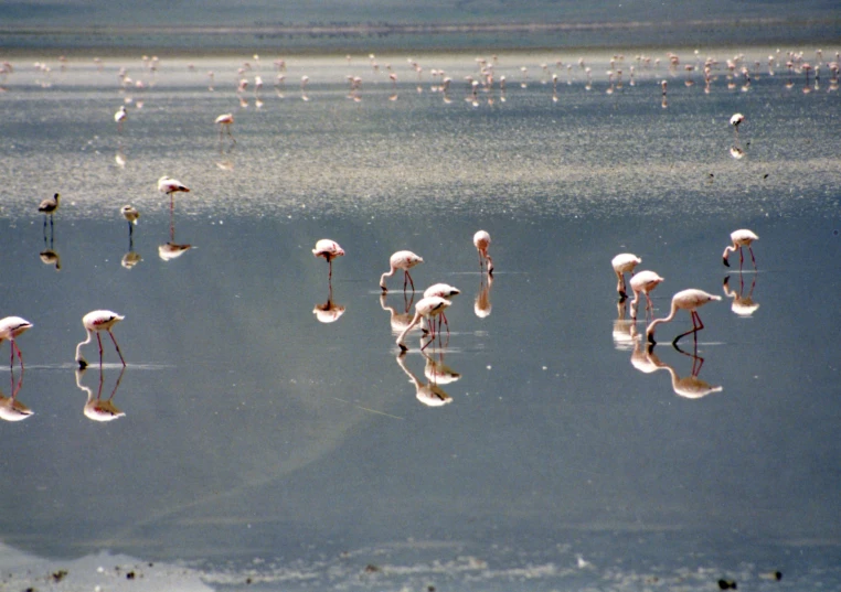 a large amount of flamingos stand in the shallow water