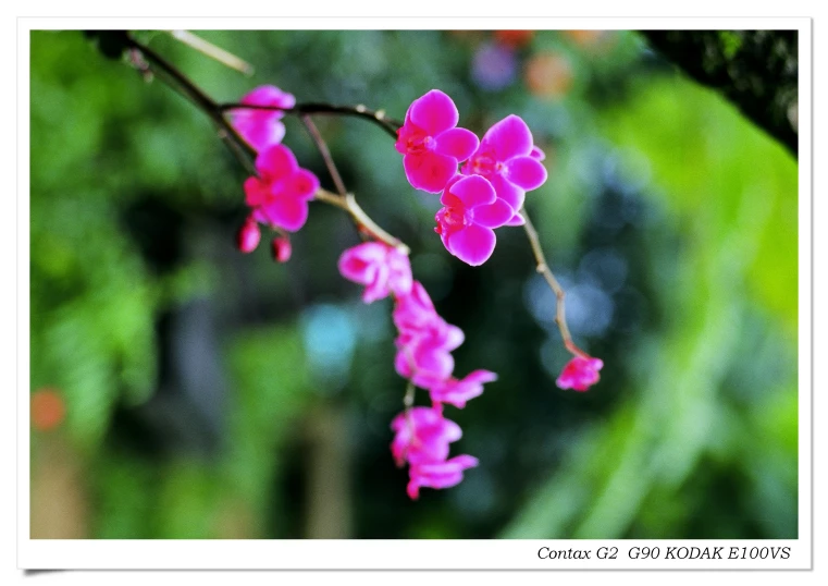 red flower on nch in nature setting