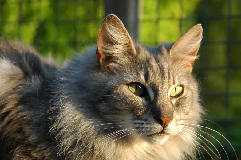 a long haired cat staring ahead in a fenced area