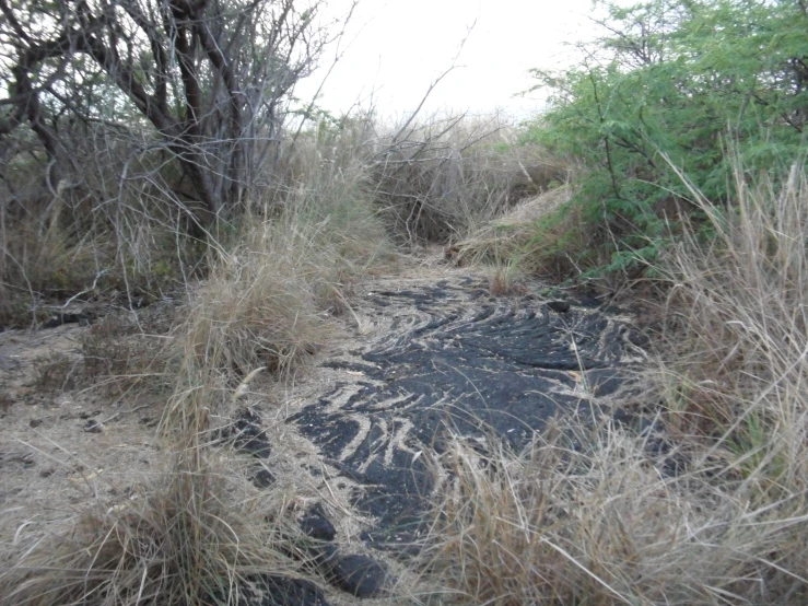 a dirt trail surrounded by brush and trees