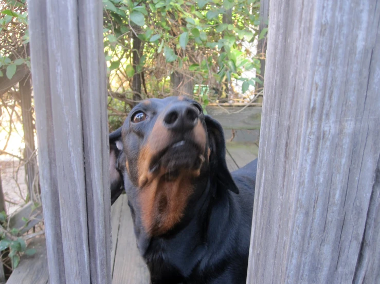 a black and tan dog peeking over a wood fence