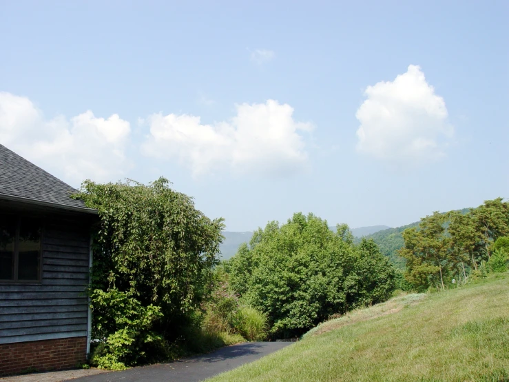 a country road surrounded by lush green trees