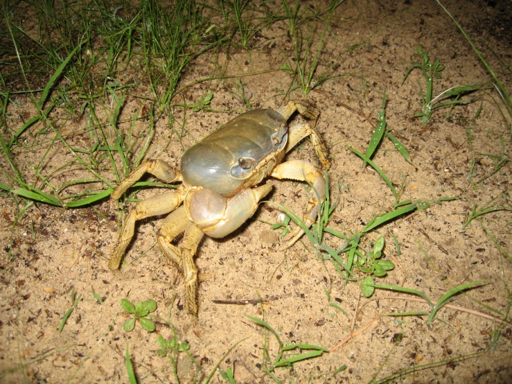 a large insect that is standing on a field