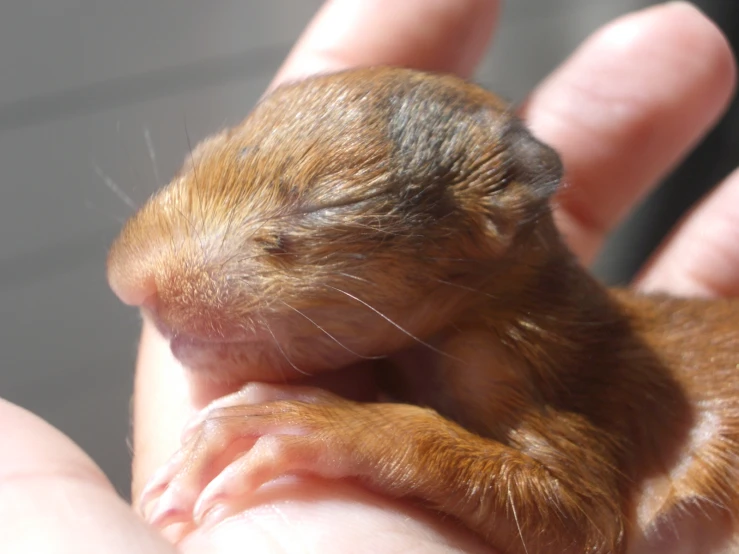 a small brown animal in someones palm