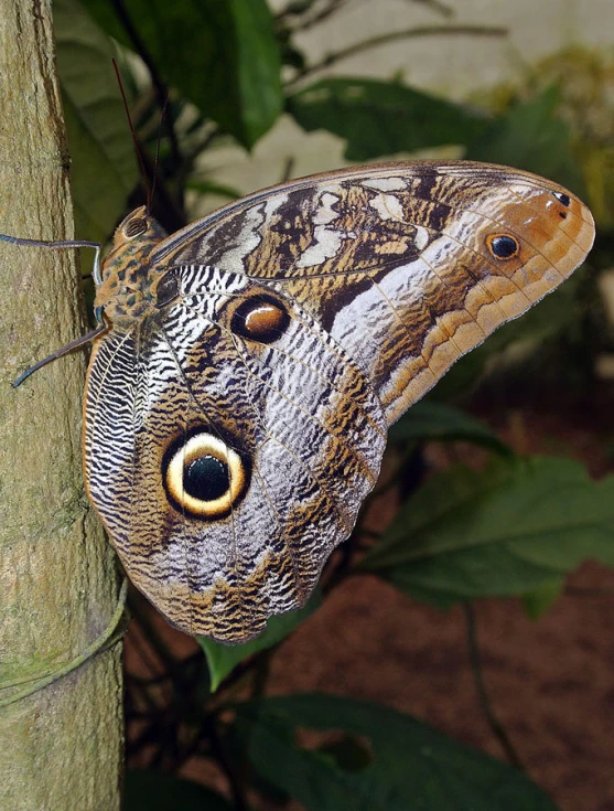 an owl erfly looks off from its perch on a tree