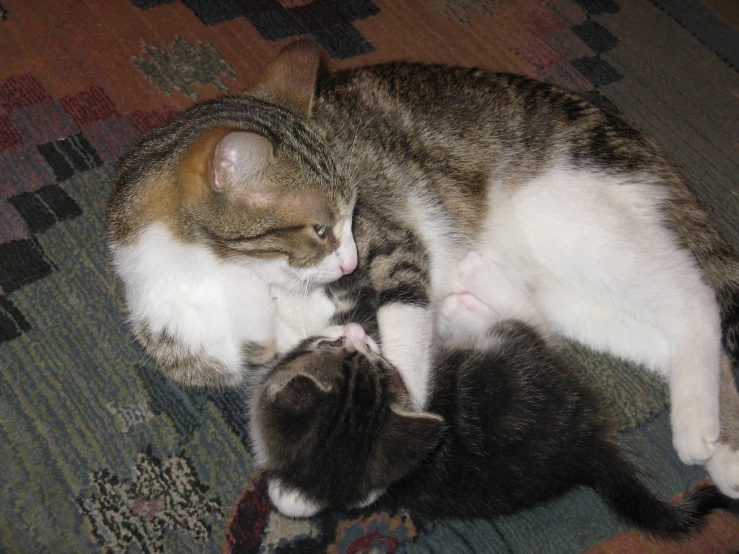 a kitten and a kitten standing together on a rug